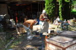 Thumbnail DSC_0033.jpg 